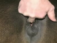Long-haired man anally impaled his cute pony
